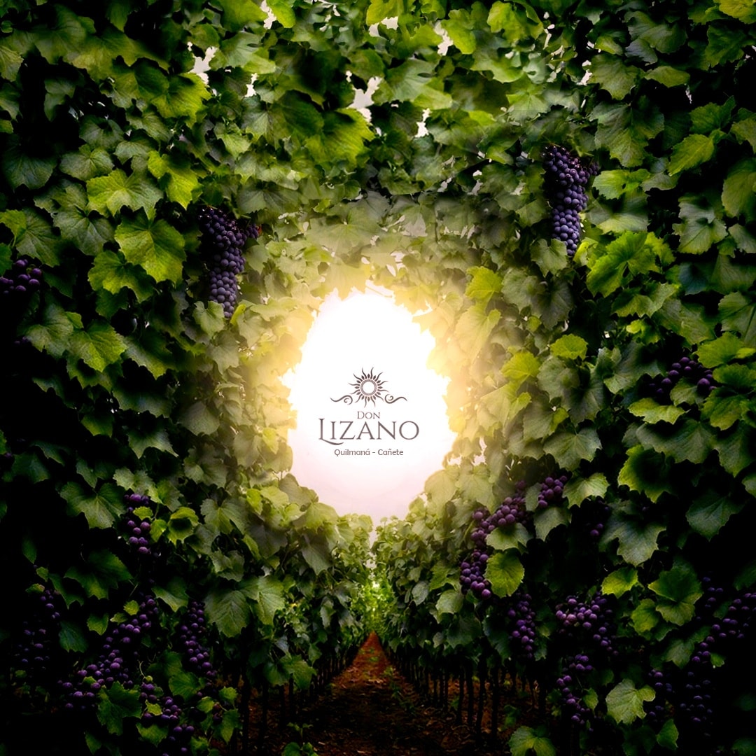 BODEGA DE VINOS Y PISCOS DON LIZANO